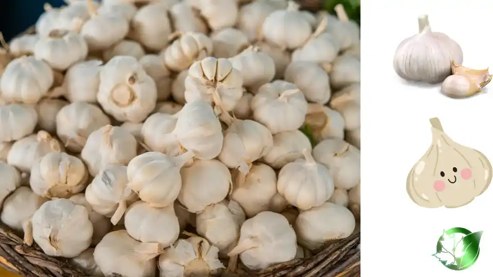 Source evaluation for Frozen Fried Garlic should cover specification, packaging, trade documentation, logistics, and full delivered cost.
